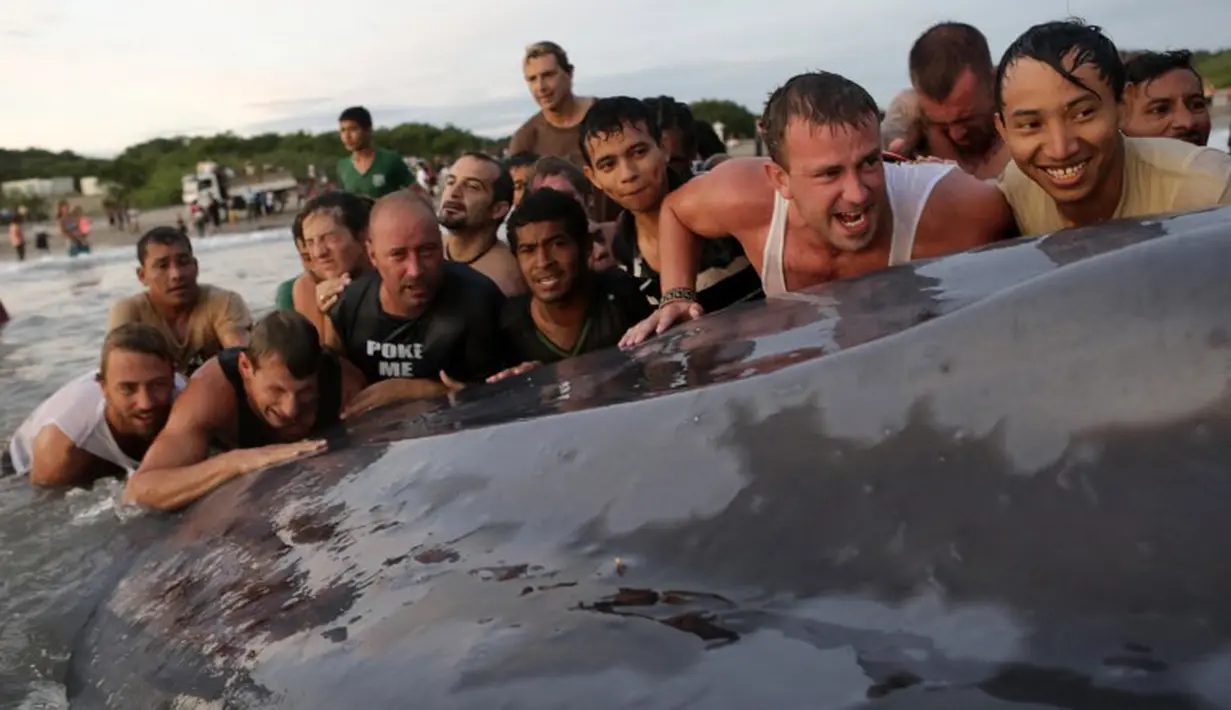 Sekitar 50 orang wisatawan berusaha membawa paus seberat 79 ribu pon kembali ke laut, Pantai Popoyo, Nicaragua, Jumat (14/11/2014) (AFP Photo/Inti Ocon)