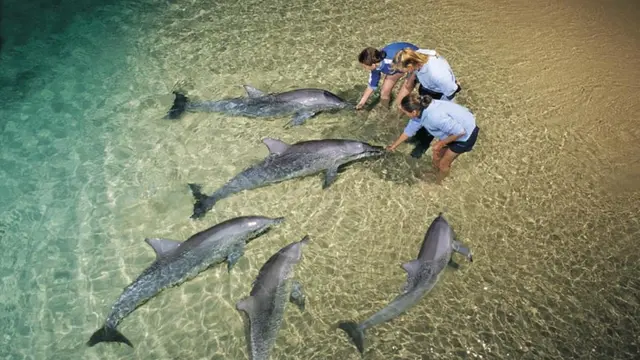 Tangalooma Wild Dolphin Feeding 2
