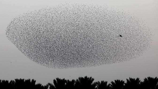 Burung-burung jalak terbang berkelompok di dekat bangau membentuk pola sebelum hinggap untuk beristirahat di wilayah Jordania, Tepi Barat r pada 2 Januari 2020. Fenomena ini disebut murmuration, yakni ketika kawanan besar burung migran membentuk pola penerbangan. (MENAHEM KAHANA/AFP)