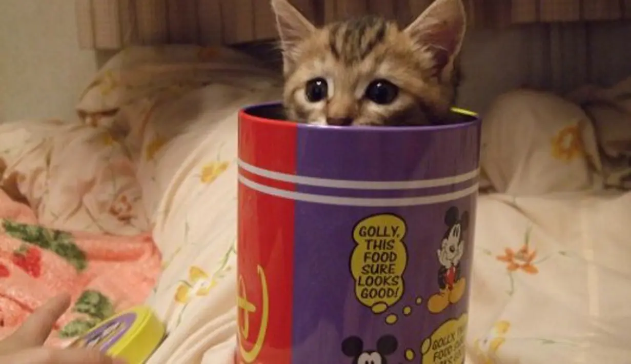 Intip Lucunya Tingkah Kucing Yang Gagal Bersembunyi
