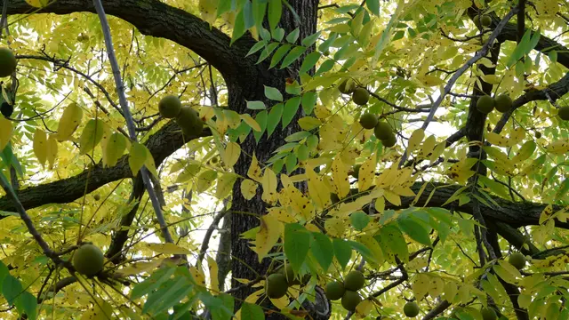 Pohon Kenari Hitam/Gambar oleh Hans dari Pixabay