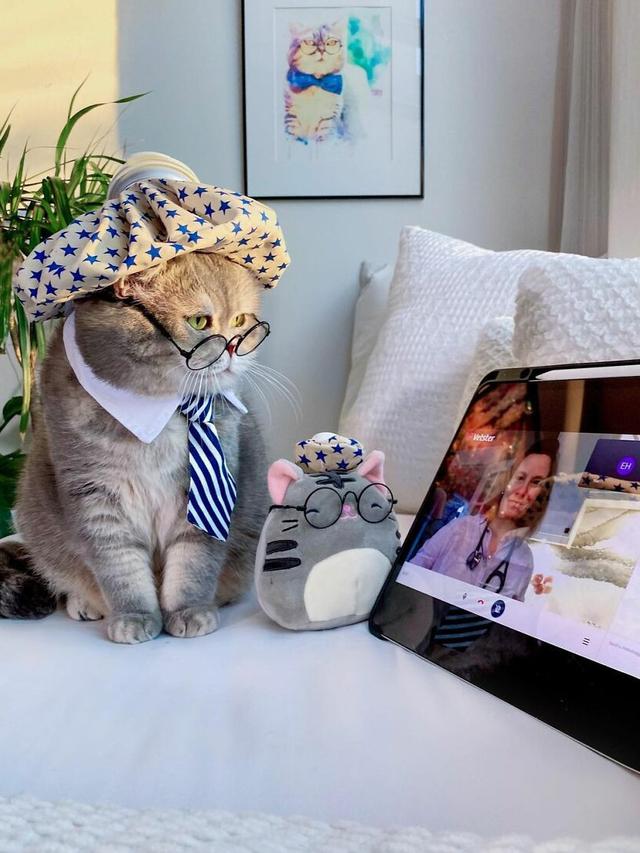 8 Potret Kucing saat Pakai Kostum Unik Ini Curi Perhatian, Menggemaskan