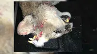 Penampakan Aneh Macan Bergigi Taring di Kepala