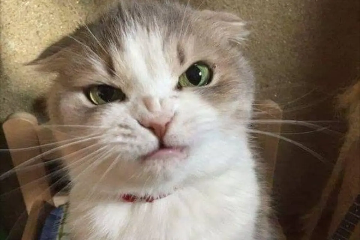 kucing berwajah galak
