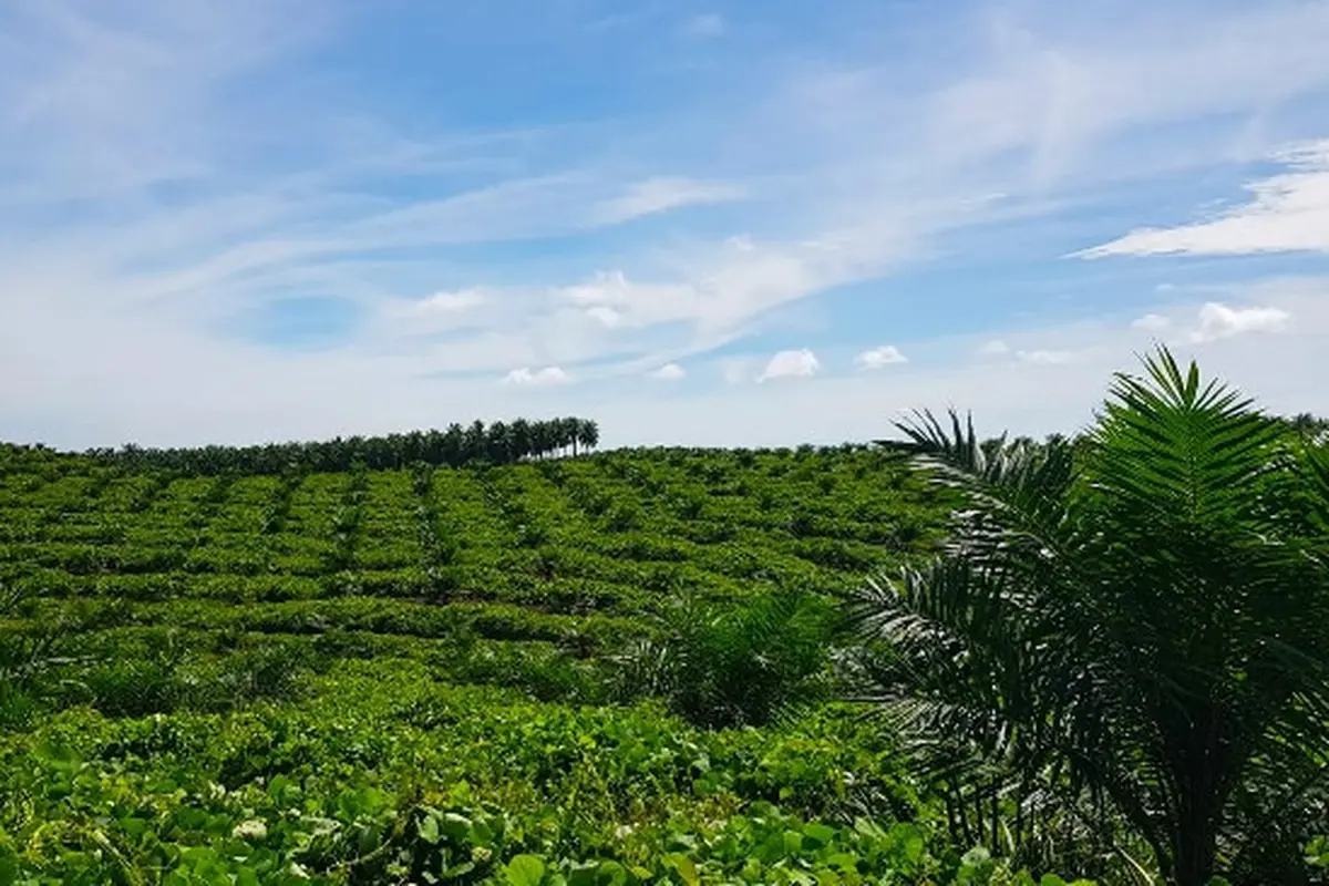 Hamparan kebun sawit yang masuk dalam program peremajaan sawit rakyat PTPN V.