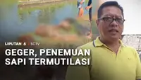 Enam Potongan Tubuh Sapi Ditemukan Berserakan di Pinggir Sungai