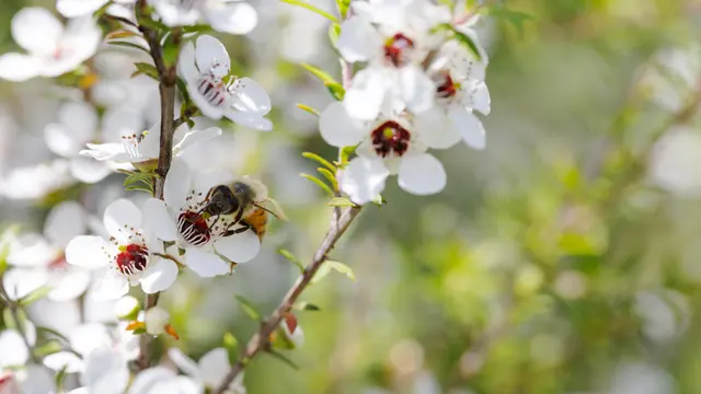 Pohon mānuka asal Selandia Baru