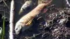 Setidaknya satu ton lebih ikan mati di Telaga Cebong, Wonosobo. Penyebab kematian ikan akibat penggunaan pestisida untuk tanaman kentang.