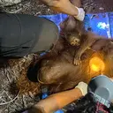 Kebakaran Hutan Tanjung Puting Ancam Habitat Orangutan