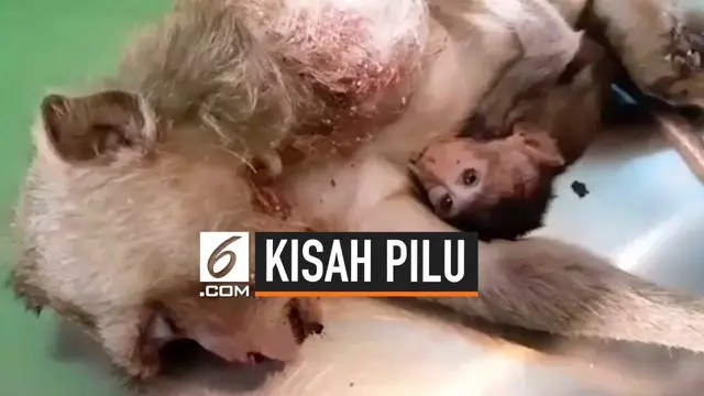 Bayi monyet berusia satu minggu ini tampaknya tak percaya jika induknya telah mati. Ia terus menyusu dan memeluk sang induk seakan-akan tak ingin berpisah. Induk monyet itu mati melindungi bayinya ketika keduanya jatuh dari sebuah gedung.