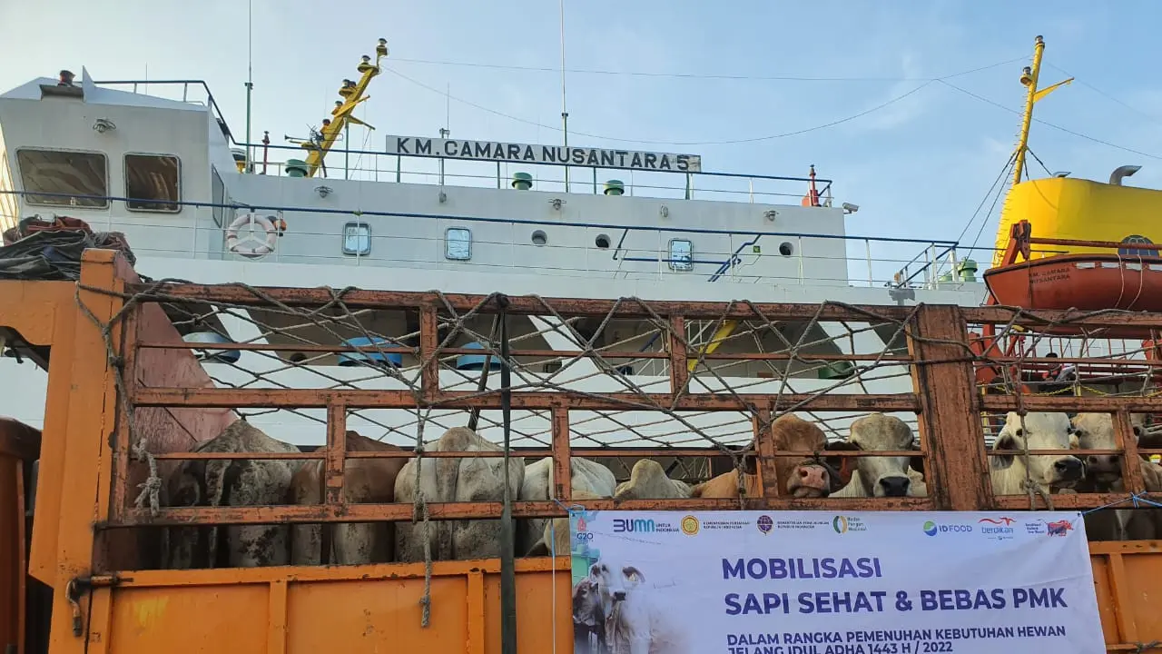Sebanyak 450 ekor sapi yang terjamin bebas Penyakit Mulut dan Kuku (PMK) tiba di Pelabuhan Tanjung Priok, Minggu sore (19/6/2022)