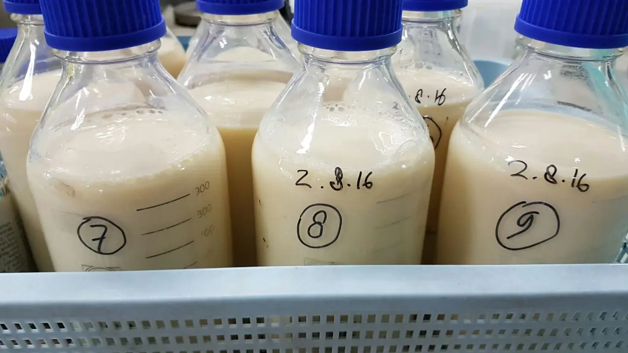 susu fermentasi