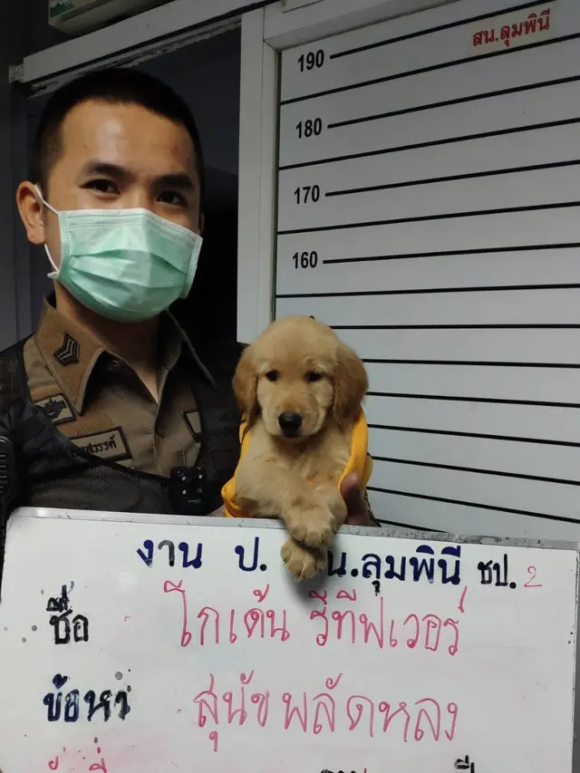 Anjing Menggemaskan
