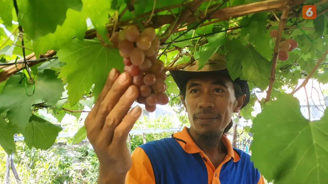 Anggur Bontang