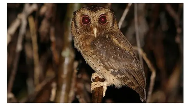 Jenis Burung Hantu