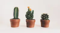 Ilustrasi tanaman kaktus untuk di dalam rumah. (dok. pexels/Scott Webb)