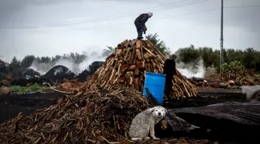 Seekor anjing duduk dekat tumpukan kayu saat seorang pria bekerja di fasilitas produksi arang al-Hattab, sebelah timur Kota Gaza, Palestina, 28 Januari 2021. Fasilitas pembuatan arang al-Hattab adalah produsen terbesar di Jalur Gaza. (Mohammed ABED/AFP)