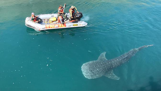 Tim evakuasi Rescue Whale Shark menggiring hiu paus yang terjebak di salah satu kanal atau saluran air pendingin Pembangkit Listrik Tenaga Uap (PLTU) Paiton, Probolinggo, 17 September 2019. Hiu paus tersebut diduga masuk melalui saluran air di bagian utara yang telah rusak. (Liputan6.com/Pool/Humas