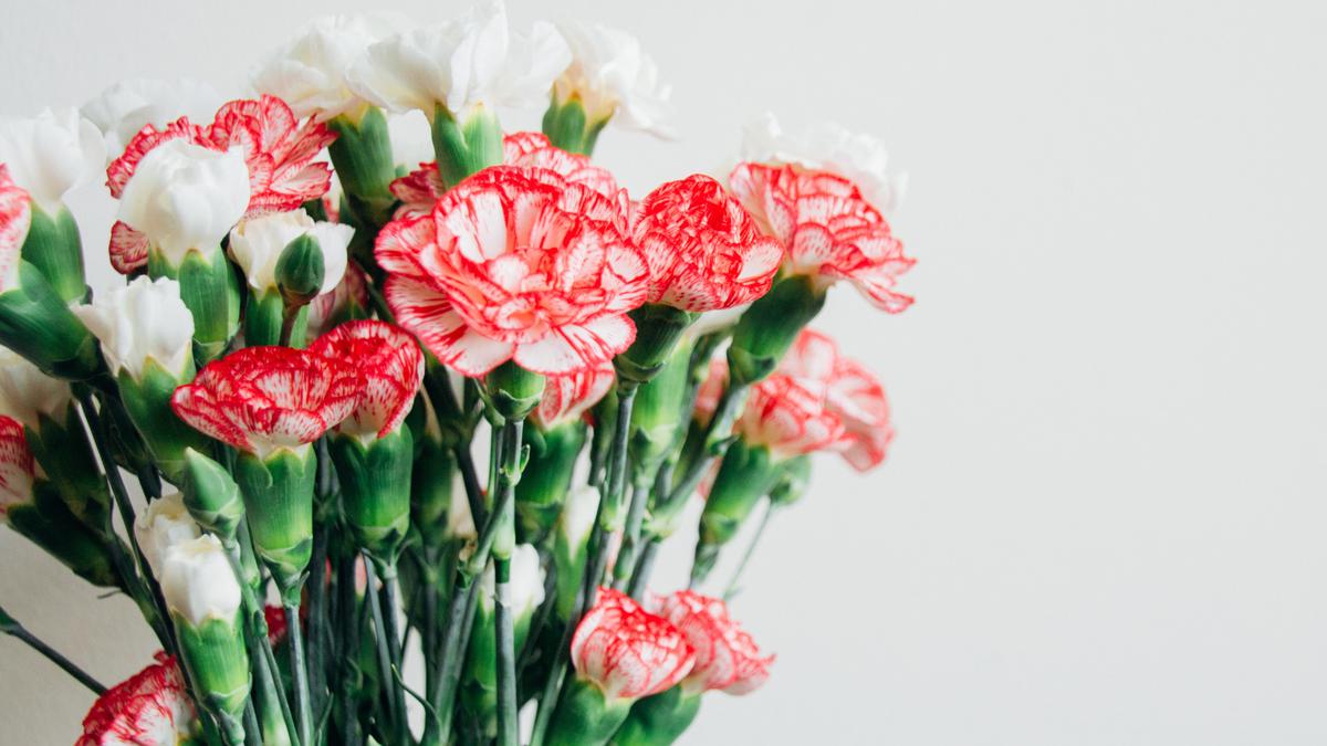 Mengungkap Kepribadian Perempuan Penyuka Bunga Carnation! - Lifestyle ...
