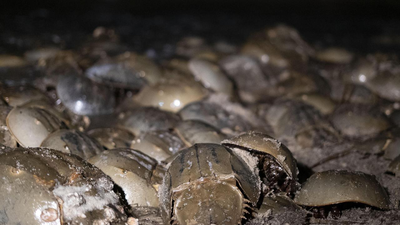 Kepiting Tapal Kuda. (INZAURRALDE AFP)