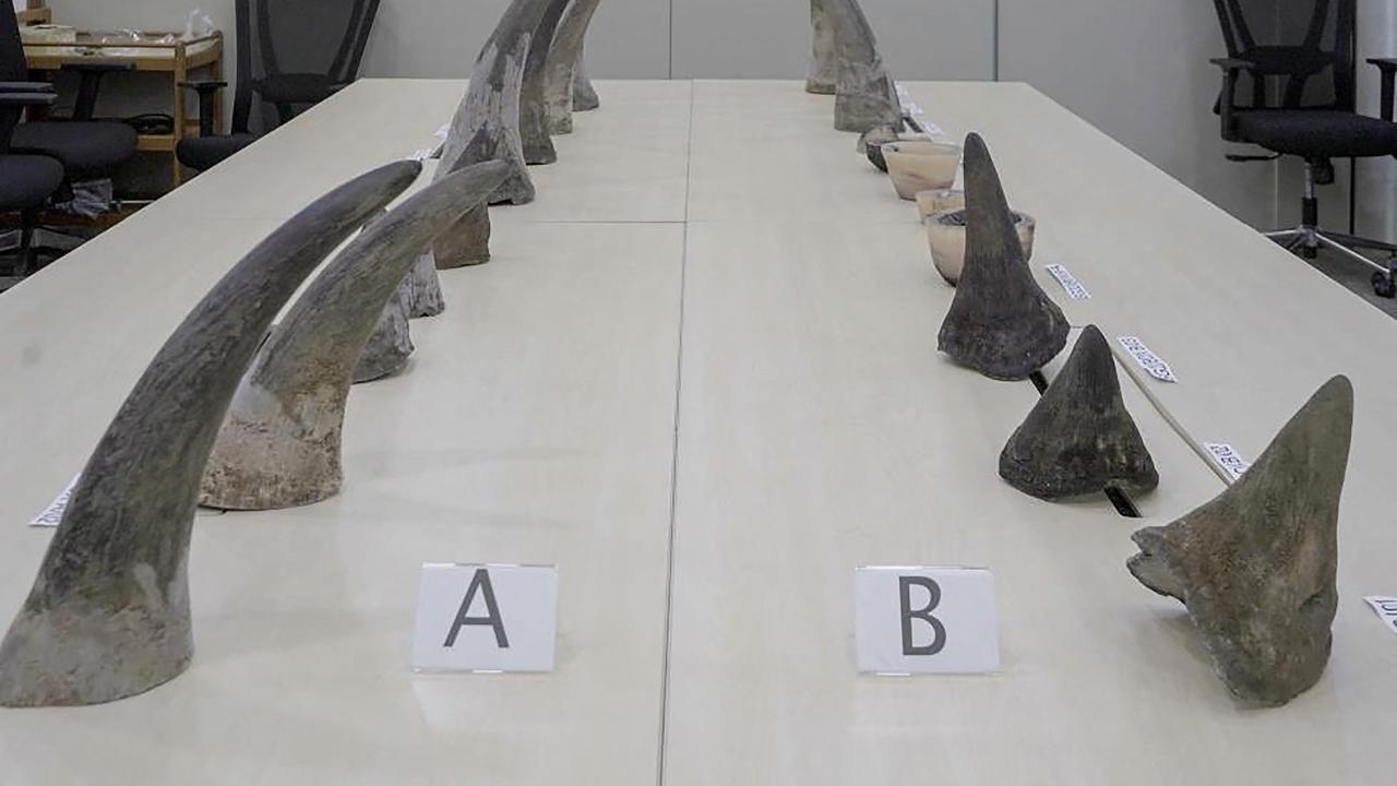 Pria Afrika Selatan Nekat Selundupkan Cula Badak 34,7 Kg via Bandara Changi, Jumlah Terbesar dalam Sejarah Singapura