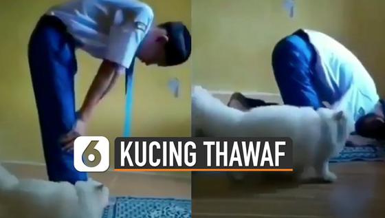 VIDEO: Kucing Muter-Muter saat Pemiliknya Sedang Salat