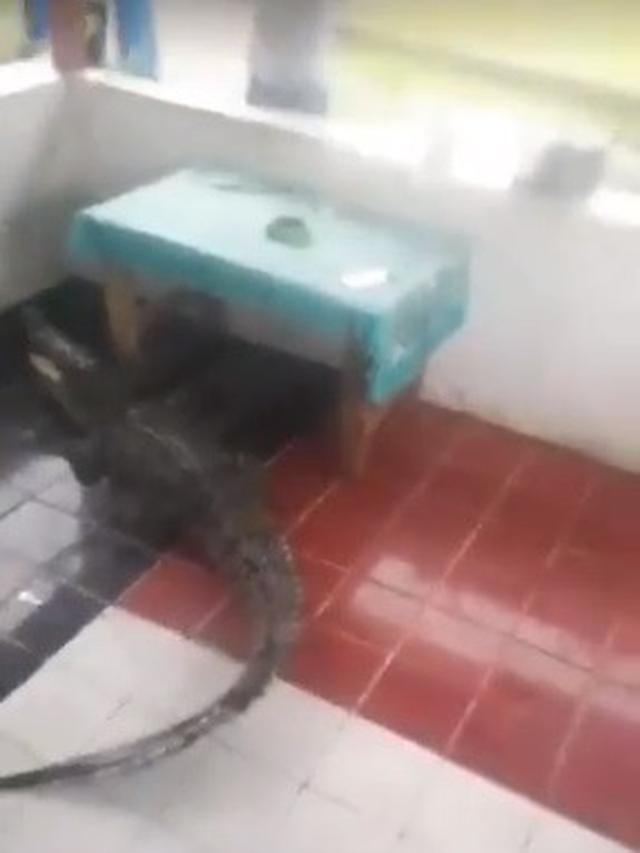 buaya (foto: twitter/@kxddelmuddel)