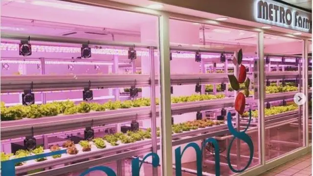 Ada Kebun Sayur Modern di Stasiun Kereta Bawah Tanah Korea Selatan