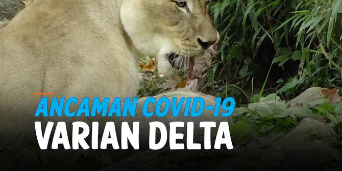 VIDEO: Covid-19 Varian Delta Lebih Mematikan bagi Keluarga Macan?