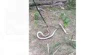 Ular Kobra 3 Meter Masuk Permukiman Warga di Sigi. (Liputan6.com/Heri Susanto)
