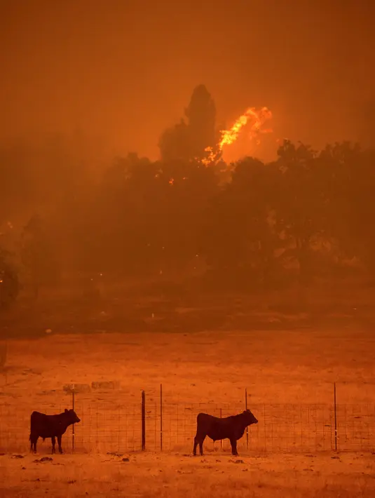 Hewan ternak merumput di dekat lokasi kebakaran yang terjadi di Mountain Ranch , Kalifornia, Amerika Serikat, Jumat (11/9/2015). Gubernur Kalifornia, Jerry Brown mengumumkan keadaan darurat untuk wilayah Amador dan Calaveras. (REUTERS/Noah Berger)