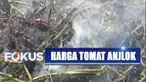 Anjloknya harga tomat di kalangan petani salah satunya dipicu melimpahnya pasokan tomat di kalangan tengkulak.