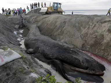 Seekor Ikan Paus Humpback besar terdampar di Pantai Popoyo, Nicaragua, Jumat (14/11/2014) (AFP Photo/Inti Ocon)