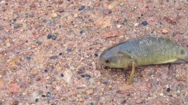 Ikan pemanjat, climbing perch atau climbing gouramy. (ABC Australia)