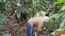 Citizen6, Wonosalam: Para petani cokelat terlihat memetik cokelat yang telah menguning. Setelah itu mereka mengirimkan ke pabrik untuk diolah. (Pengirim: Umi Khofsoh)