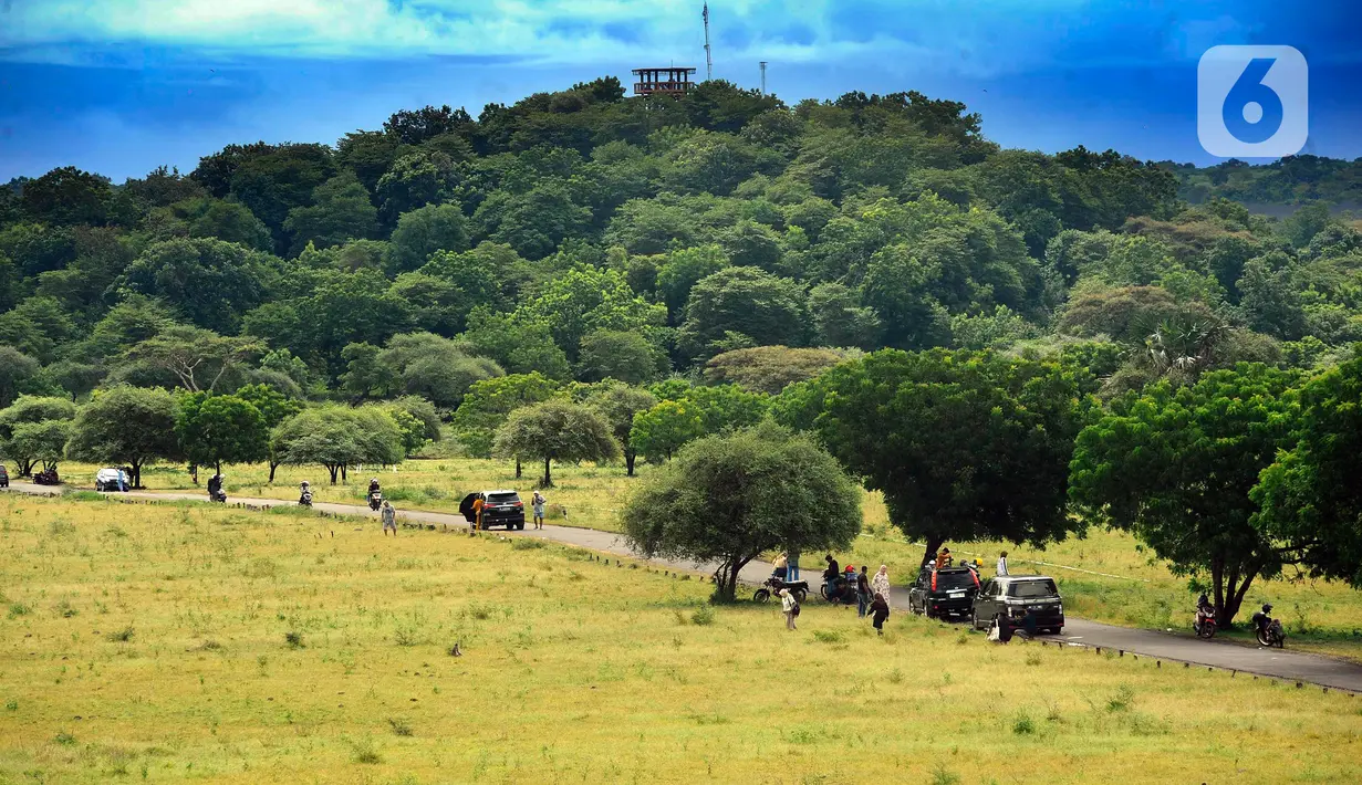 Hingga H+7 Lebaran Idul Fitri, wisatawan masih meramaikan Taman Nasional Baluran yang dikenal dengan Africa Van Java karena memiliki hamparan savana luas. (merdeka.com/Arie Basuki)
