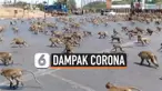 thumbnail monyet laper