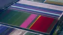 Keindahan ladang bunga tulip De Keukenhof di Lisse, Belanda, Jumat (20/4). Tulip beraneka warna tersebar di lahan seluas 32 hektare. (AP Photo / Peter Dejong)