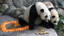 Le Le (kiri) merayakan ulang tahunnya yang pertama bersama induknya Jia Jia dalam pameran hutan panda raksasa River Wonders di Singapura, Jumat (12/8/2022). Le Le dikandung melalui inseminasi buatan dan menjadi panda "kelahiran Singapura" pertama. (Roslan RAHMAN/AFP)