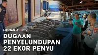 Dugaan Penyelundupan 22 Ekor Penyu