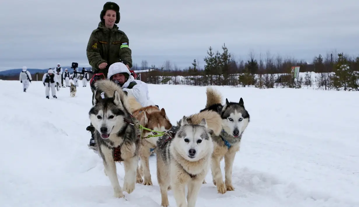 Tentara Brigade Arktik Armada Utara Rusia melatih anjing di Rusia, Selasa (26/11/2019). Brigade Arktik Armada Utara Rusia merekrut anjing siberia husky untuk memperkuat Angkatan Bersenjata Rusia. (Andrei Luzik, Russian Defense Ministry Press Service via AP)