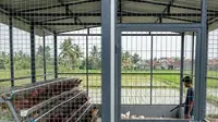 6 Model dan Sistem Pembuangan Kotoran Kandang Ayam Petelur yang Efektif dan Hemat Biaya
