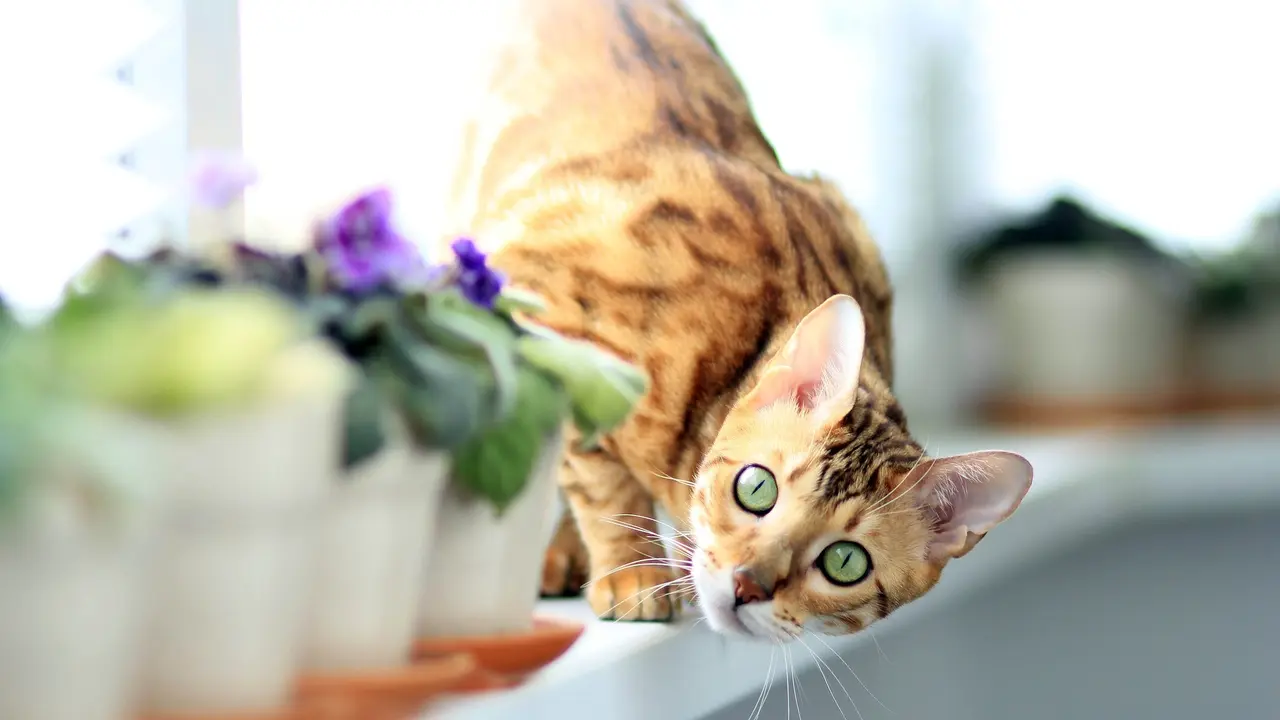Kucing (Foto: Irina_kukuts/Pixabay)