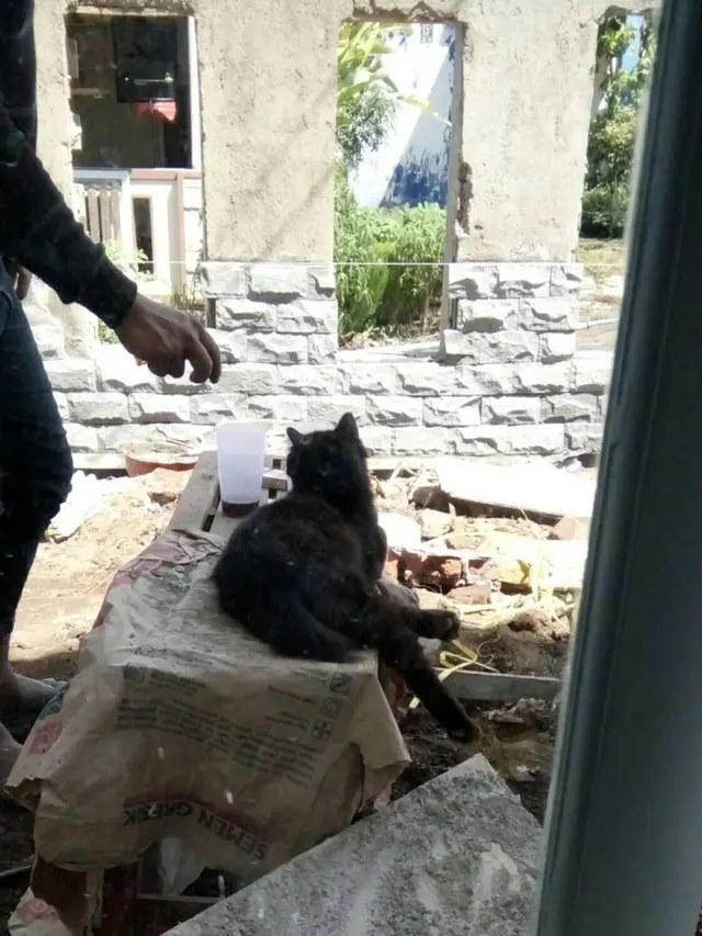 8 Potret Kucing Jadi Mandor Proyek Ini Bikin Geleng Kepala