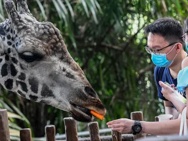 Pengunjung memberi makan jerapah di kandangnya pada hari pertama pembukaan Kebun Binatang Singapura untuk umum di Singapura, Senin (6/7/2020). Kebun binatang yang hampir tiga bulan ditutup akibat pandemi virus corona ini dibuka kembali dengan penerapan protokol kesehatan. (Roslan RAHMAN/AFP)