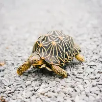 Ilustrasi Kura-Kura/https://unsplash.com/Melissa Keizer