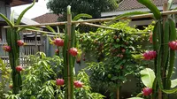 15 Pohon Buah yang Tetap Hidup Tanpa Disiram Setiap Hari, Ideal untuk Pemula