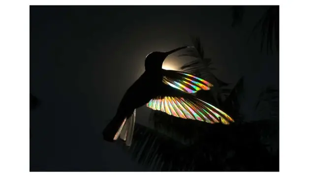 Bak Pelangi, Begini 6 Foto Indahnya Sayap Burung Kolibri Ketika Terkena Sinar Matahari