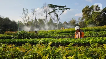 Taman Kehati Sawerigading Wallacea yang menjadi pengembangan dari Modern Nursery PT Vale terletak di Site Sorowako, Kabupaten Luwu Timur, Sulawesi Selatan. (Liputan6.com/ Elin Yunita Kristanti)