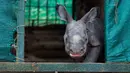 Bayi badak bertanduk satu yang berusia satu bulan terlihat di dalam sebuah kandang di Taman Zoologi Assam di Gauhati, India (5/6). Bayi badak bertanduk satu ini diberi nama Raja. (AP Photo/Anupam Nath)